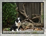 Szczeniak, Border Collie